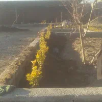 هرس درختان میوه وفرم دهی درختان غیره مثمر|خدمات باغبانی و درختکاری|اسلام‌شهر, مظفریه|دیوار