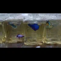 ماهی فایتر|ماهی|بندر ماهشهر, |دیوار