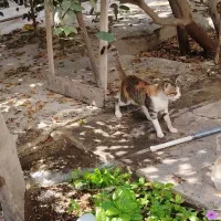 واگذاری گربه|گربه|بوشهر, |دیوار