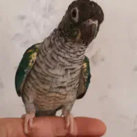 گرینچیک|پرنده|همدان, |دیوار