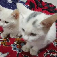 گربه سفید|گربه|قم, نیروگاه|دیوار