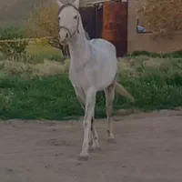 مادیون