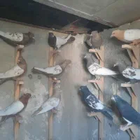 کبوتر ماده|پرنده|مرودشت, بیست متری بیمارستان|دیوار