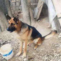 سگ ژرمن شپرد