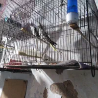 قناری|پرنده|ساری, |دیوار