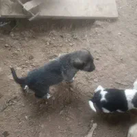 سگ گله و نگهبان (سگ تالشی)|سگ|طاهرگوراب, |دیوار