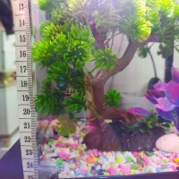 اکواریوم شرکتیه|ماهی|قزوین, |دیوار