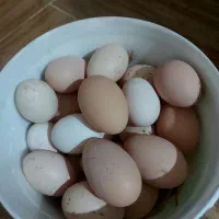 تخم مرغ نصفه دار برهما