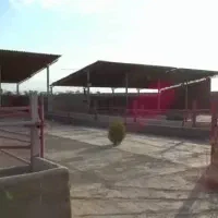 گاوداری صنعتی|فروش دفتر صنعتی، کشاورزی، تجاری|هشتگرد, شهرک راه آهن|دیوار