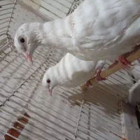 پرنده زینتی|پرنده|شیراز, تندگویان|دیوار