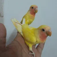 مرغ عشق و کوتوله برزیلی دستی دررنگ های مختلف