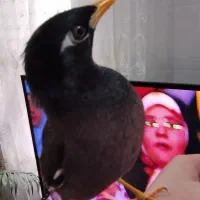 مرغ مینا|پرنده|کرج, کلاک پایین|دیوار