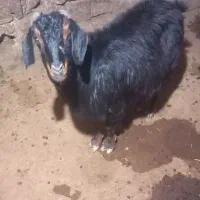 گوسفند بز|حیوانات مزرعه|صومای برادوست, |دیوار