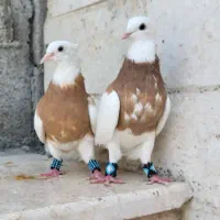 طوقی زرد خال سیاه|پرنده|خورموج, |دیوار