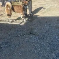 سگ حاسگی|سگ|چهاربرج, |دیوار