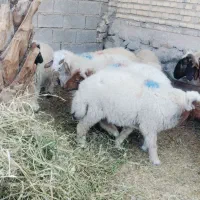 گوسفند نر یا بره نر چاق