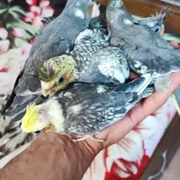 جوجه عروس هلندی 30 روزه و آموزش‌پذیر|پرنده|هشتگرد, |دیوار