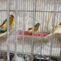 قناری نروماده