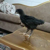 تخم مرغ نطفه دار ابریشمی وجوجه رسمی دوماهه