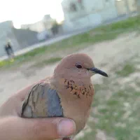 کبوتر پرنده خونگی