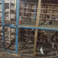 گنجه کبوتر|لوازم جانبی حیوانات|قنوات, |دیوار