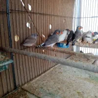 فزوش 20 عدد فنچ معمولی