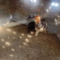 ۳راس بز داشتی آبستن بفروش میرسدقیمت ۳۶ملیون|حیوانات مزرعه|ایذه, |دیوار