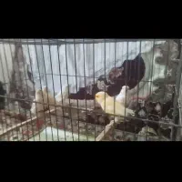 قناری موزائیکی وزرد|لوازم جانبی حیوانات|اسفرورین, |دیوار