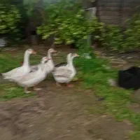 فروش پنج عدد قاز