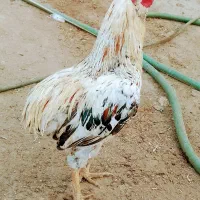 یک خروس بی دوم