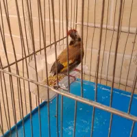 سهر نر معاوضه با قناری