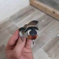 سهره|پرنده|یاسوج, |دیوار