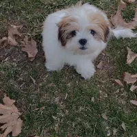 سگ شیتزو 4ماهه