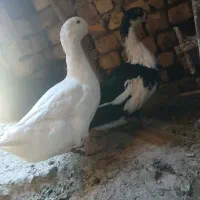 اردک نر