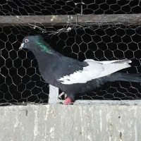 20 تا کفتر هوایی