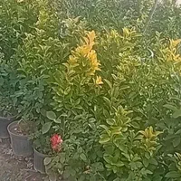 گلخانه و نهالستان ارمغان سبز
