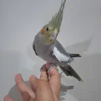 ۲ عدد جوجه عروس هلندی ۳ ماهه