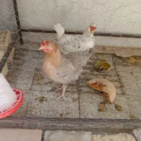 مرغ بومی تخم گذار