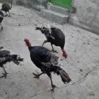 فروش بوقلمون برنزی