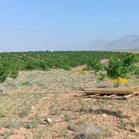 زمین کشاورزی قطره ای به مساحت ده جریب|فروش زمین و ملک کلنگی|چادگان, |دیوار