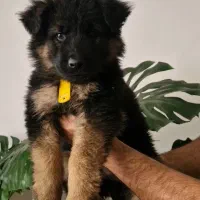 توله ژرمن شپرد اصیل.واکسن و انگل تراپی شده