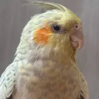 گمشده در محدوده محله c2