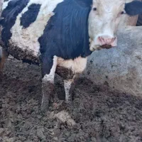 توخک سیمینتال