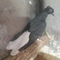 دمبی سینه ای اشعل شیرازی عروس کله اهوازی