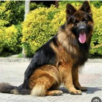 ژرمن شولاین نر ۱/۵ ساله