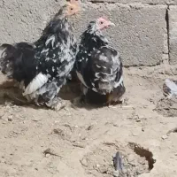 مرغ و خروس کوشین