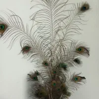 پر طاووس|صنایع دستی و سایر لوازم تزئینی|بوشهر, |دیوار