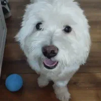 واگذاری شیتزو