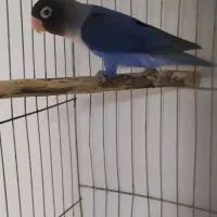 یک عدد طوطی برزیلی|پرنده|رامسر, |دیوار