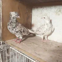 هفت رنگ دمسفید عطیقه